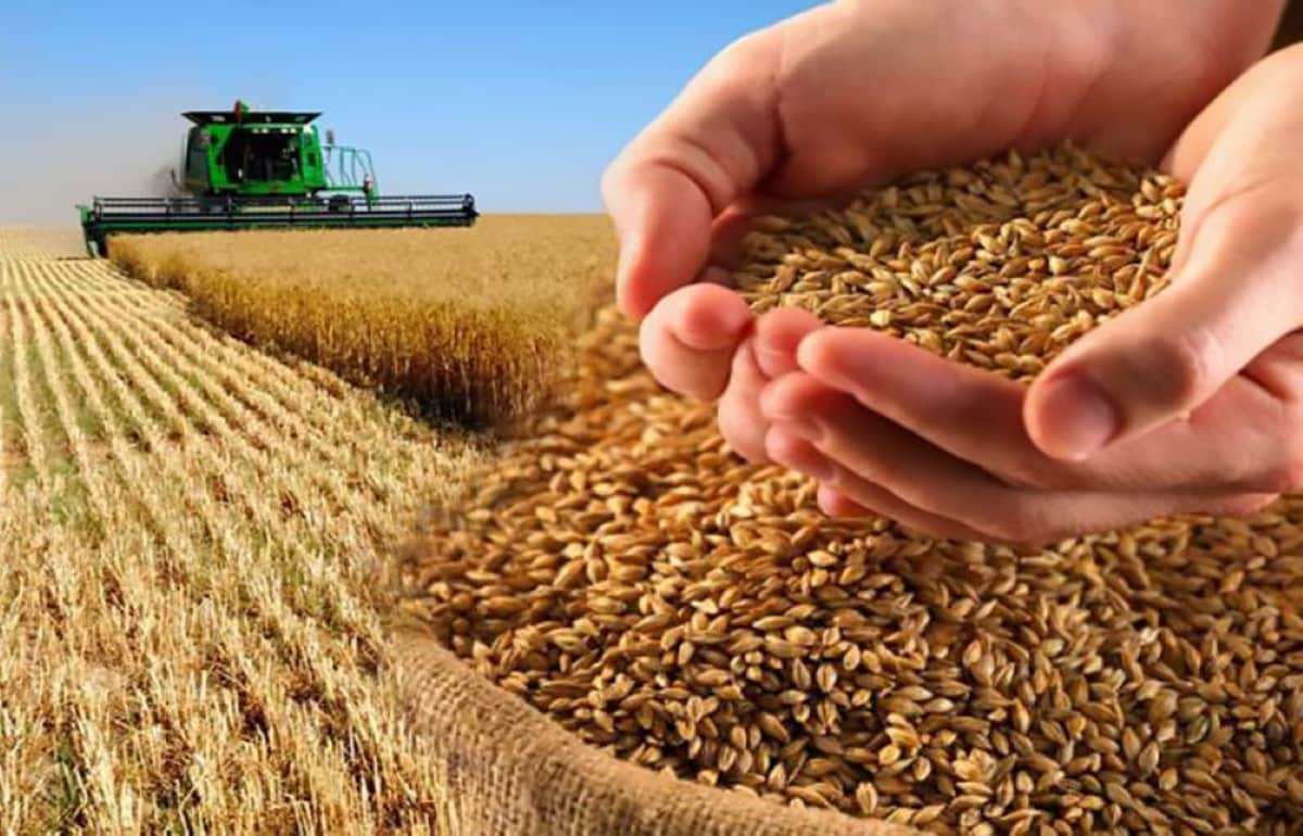 Producția mondială de grâu va scădea cu 24 de milioane de tone: prognoză