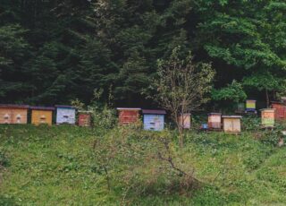 Перевозка ульев при выездном пчеловодстве: какие правила необходимо соблюдать