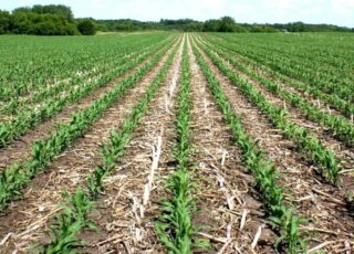 Strip-till или no-till: преимущества технологии полосовой обработки почвы