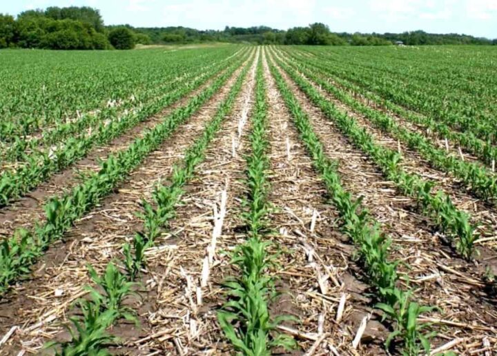 Strip-till или no-till: преимущества технологии полосовой обработки почвы