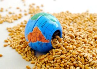 USDA: producția de grâu a celor mai mari exportatori va scădea cu 11%