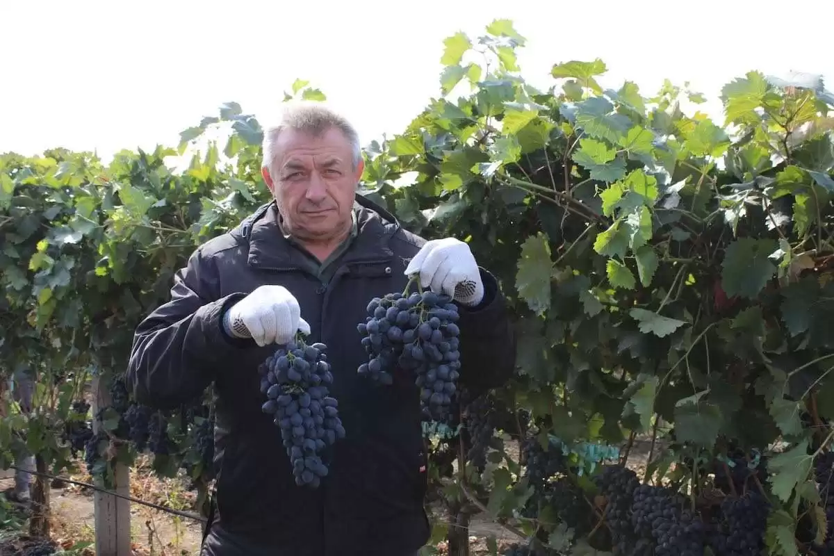 Cum arată plantațiile de viță-de-vie din sud. Ce spune fermierul Nicolae Susan
